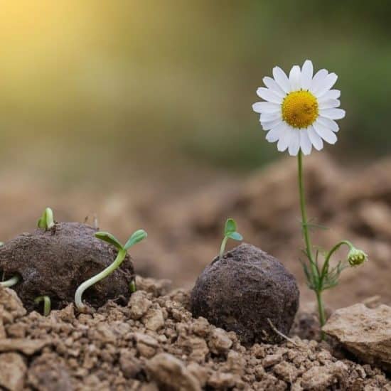 How to Make DIY Wildflower Seed Bombs with Kids