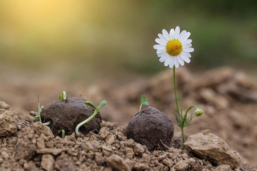 How to Make DIY Wildflower Seed Bombs with Kids