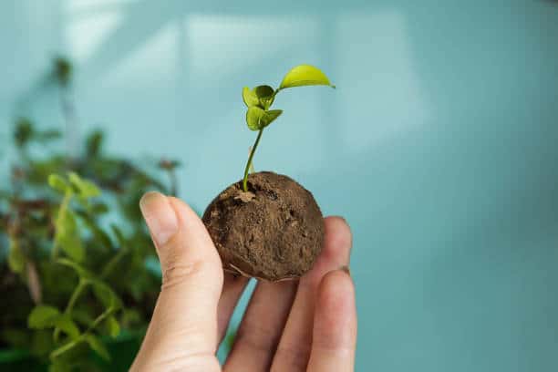 Kitchen Scrap Seed Bombs