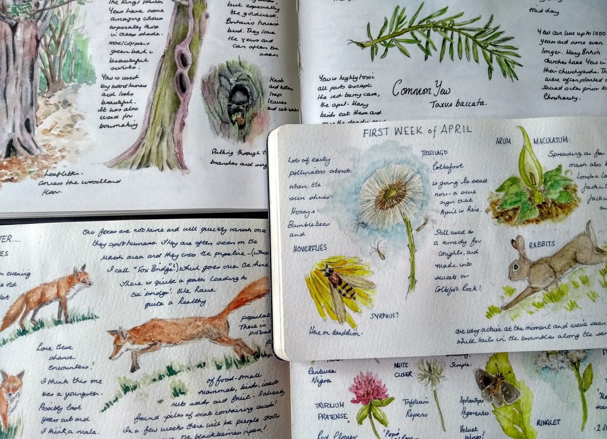 Nature Journaling