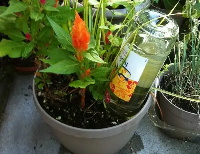 Plastic Bottles as Self-Watering Planters .jpg